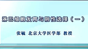 淋巴细胞发育与阴性选择视频教程 张毓 4讲 北京大学