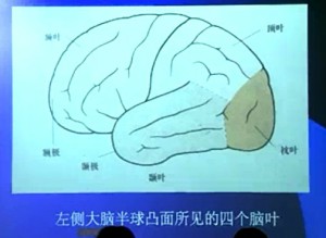 皮层解剖、神经系统定位诊断视频教程 寿延红 4讲 北京大学