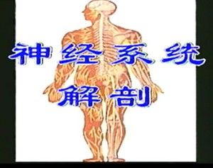 医学部解剖学视频教程 10讲 北京大学