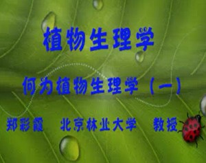 植物生理学视频教程 郑彩霞 86讲 北京林业大学