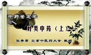 中药鉴定学视频教程 张贵君 44讲 北京中医药大学