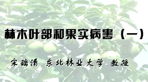林木叶部和果实病害视频教程 宋瑞清 8讲 东北林业大学