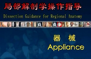 局部解剖学视频教程 10讲 复旦大学