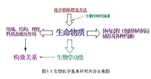 食品生物化学视频教程 段玉峰 88讲 陕西师范大学