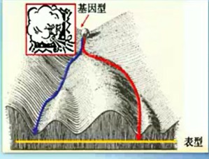 分子生物学视频教程 张雪 24讲 浙江大学