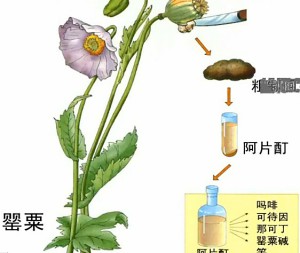 兽医药理学（甲）姜中其视频教程 24学时 浙江大学