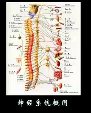系统解剖学视频教程 凌树才 90讲 浙江大学