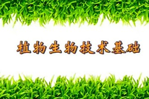 植物生物技术基础视频教程 祝水金 40讲 浙江大学