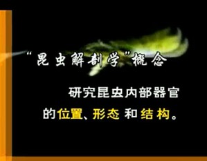 普通昆虫学视频教程 刘志琦 25讲 中国农业大学