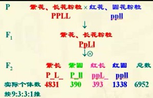 遗传学专题视频教程 刘庆昌 41讲 中国农业大学