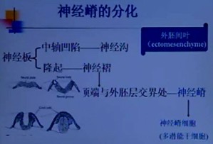 口腔组织病理学(少第14和15讲)送原版课件视频教程 王洁 32讲 中国医科大学