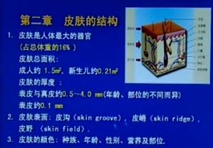 皮肤病学与性病学 皮肤性病学视频教程 何春涤 18讲 中国医科大学