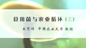 食用菌与农业循环视频教程 王贺祥 4讲 中国农业大学
