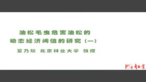 油松毛虫危害油松的动态经济阈值的研究视频教程 夏乃斌 6讲 北京林业大学
