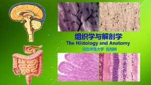 组织学与解剖学视频教程 段相林 36讲 河北师范大学