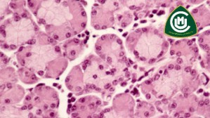 组织学与胚胎学视频教程 石玉秀 88讲 中国医科大学