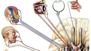 人体解剖学视频教程 李洪鹏 108讲 中国医科大学