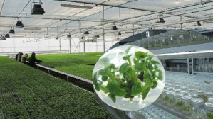 植物组织培养技术视频教程 王振龙 152讲 辽宁农业职业技术学院