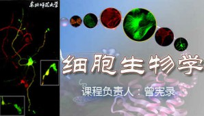 细胞生物学视频教程 曾宪录 60讲 东北师范大学