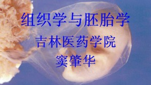 组织学与胚胎学视频教程 窦肇华 44讲 吉林医药学院