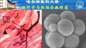 组织学与胚胎学视频教程 金连弘 90讲 哈尔滨医科大学
