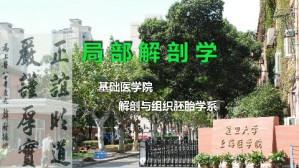 局部解剖学视频教程 李瑞锡 72讲 复旦大学