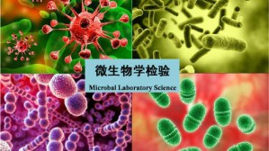 微生物检验视频教程 徐志毅,杨丽君 80讲 上海健康医学院