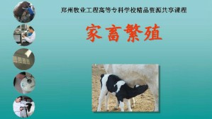 家畜繁殖视频教程 张长兴 60讲 河南牧业经济学院