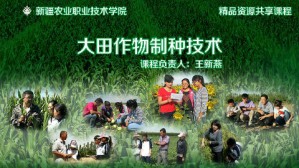 大田作物制种技术视频教程 王新燕 54讲 新疆农业职业技术学院