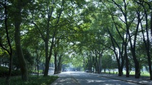 文艺学系列课程视频教程 孙文宪 106讲 华中师范大学