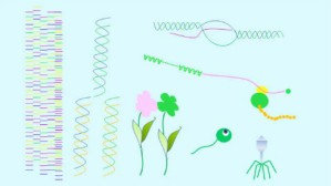 分子生物学视频教程 刘青珍 54讲 武汉大学