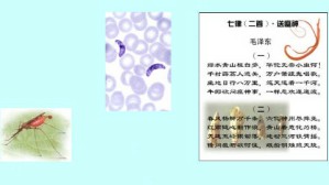 人体寄生虫学视频教程 刘文琪 56讲 华中科技大学