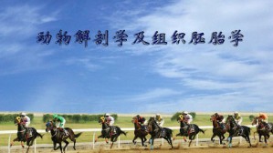动物解剖学及组织胚胎学视频教程 彭克美 98讲 华中农业大学