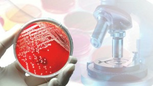 微生物检验技术视频教程 胡生梅 102讲 襄阳职业技术学院