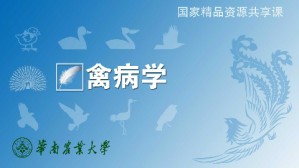 禽病学视频教程 廖明 40讲 华南农业大学