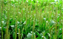中药：车前子与车前草视频教程 张冰 1讲 北京中医药大学