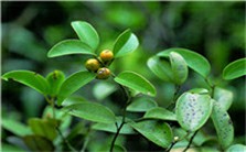 中药：防己简述视频教程 张冰 1讲 北京中医药大学