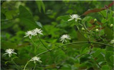 中药：木通简述视频教程 张冰 1讲 北京中医药大学