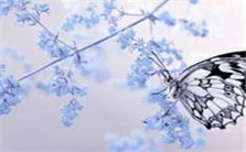 纳兰词赏析：《蝶恋花》视频教程 马大勇 1讲 吉林大学