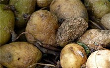 三大类细菌性食物中毒视频教程 朱心强 1讲 浙江大学