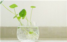 艺术女性视频教程 淳子 1讲 上海东方广播电台