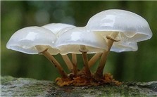 野生菌中毒急救视频教程 费国忠 1讲 上海市医疗急救中心