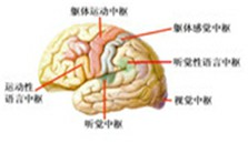 刺激中枢的敏感区实验视频教程 郭义 1讲 天津中医药大学