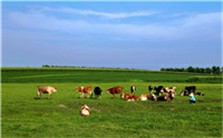 蓬勃发展的蒙<em>医药</em>事业视频教程 乌兰 4讲 内蒙古自治区卫生厅