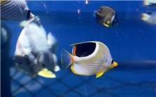 海洋文化产业的兴起视频教程 宁波 5讲 上海海洋大学