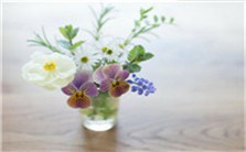 东西方插花艺术视频教程 刘艳芳 6讲 知音花艺