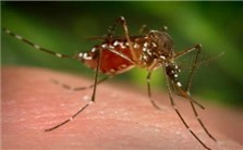 Regulatory Pathways Controlling Mosquito Reproduction视频教程 Alexander S. Raikhel2讲 美国加利福利亚大学
