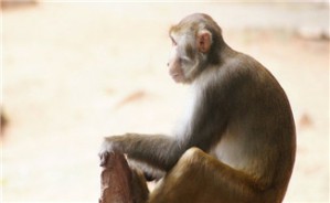 自闭症的非人灵长类动物模型视频教程 仇子龙 2讲 中国社会科学院