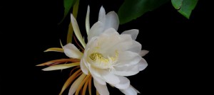 《昙花》：新现实主义悬疑小说分享视频教程 钱佐扬 2讲 上海作家协会