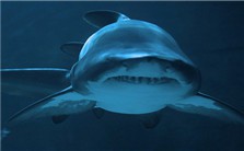 海洋物种灭绝的历史和现状视频教程 周秋麟 2讲 国家海洋局第三海洋研究所